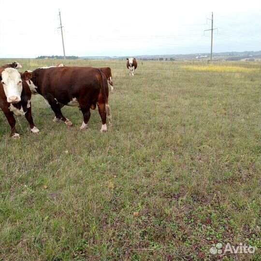 Быки на племя