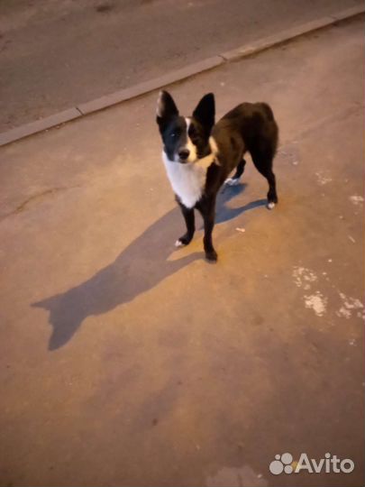 Бордер Колле