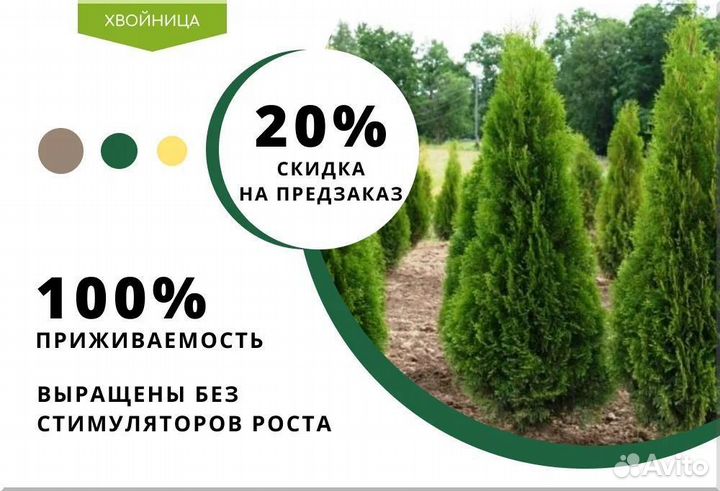 Туя Смарагд,Брабант,Колумна