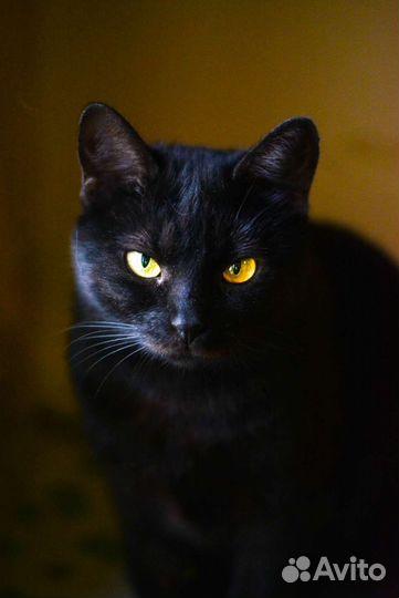 Кошечка молодая