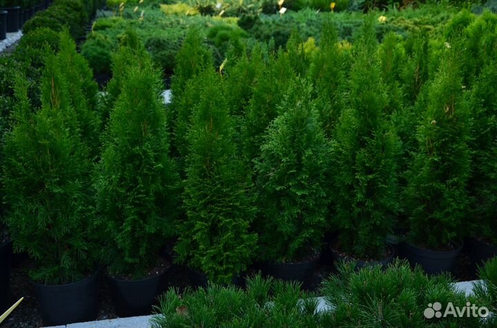 Туя западная смарагд высокая приживаемость