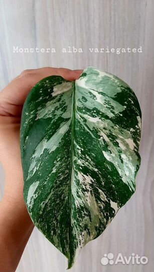 Монстера вариегатная альба