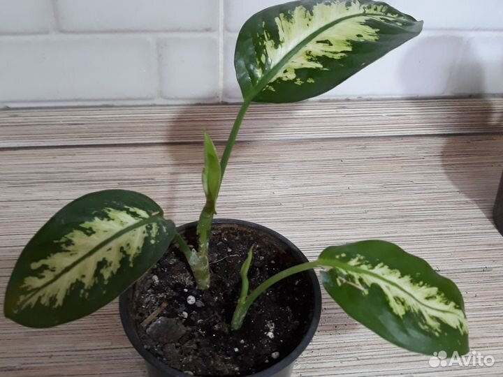 Диффенбахия кустовая