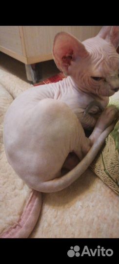 Кошки