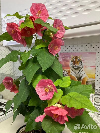 Абутилон белла