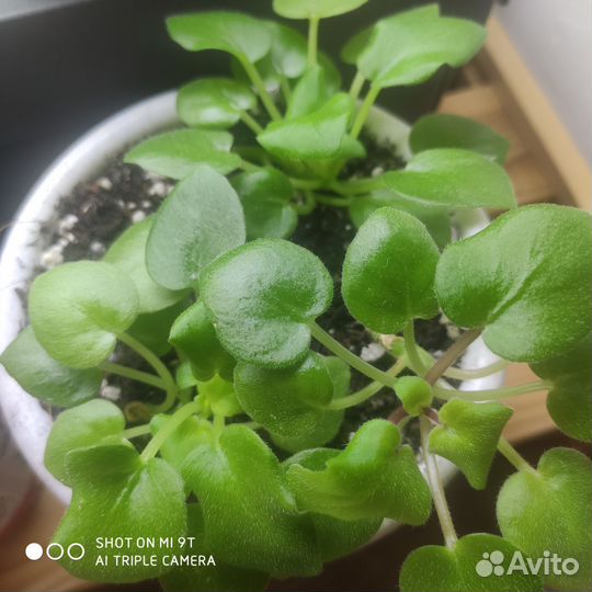 Комнатные растения цветы