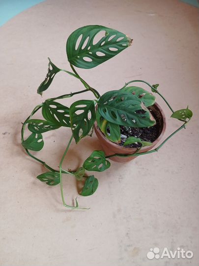 Монстера манки