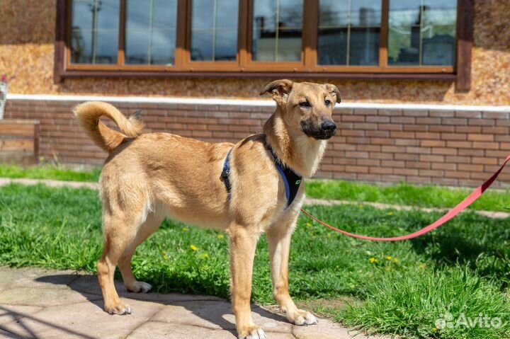 Алания, 1 год, активная и жизнерадостная в дар
