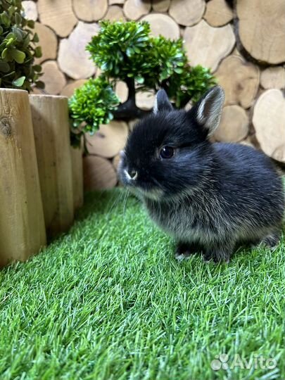 Карликовые кролики из питомника привитые