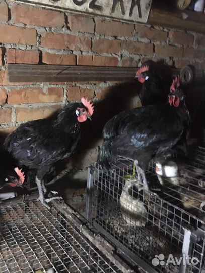 Петухи черной минорки