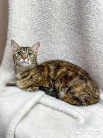 Кошка подросток в добрые руки
