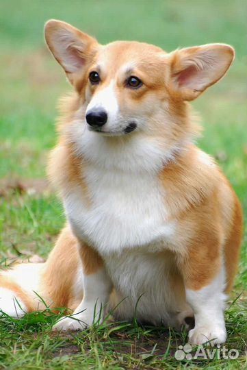 Выгульщик собак