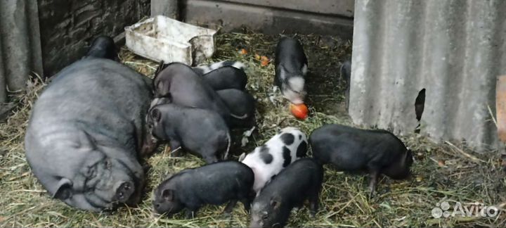 Вьетнамск вислобрюхий поросенок