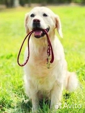 Выгул собак