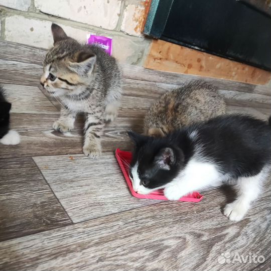 Самые красивые котята