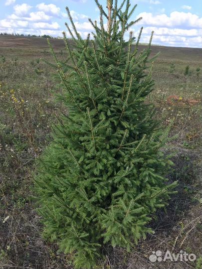 Ели и сосны живые новогодние