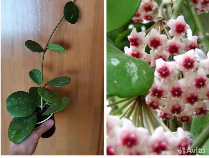 Хойи срезом для самостоятельного укоренения