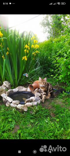 Садовые цветы