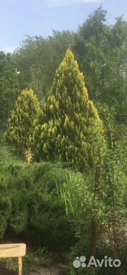 Туя Книжка Туя Пирамидальная 50-80см
