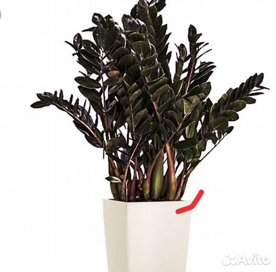 Замиокулькас черный равен