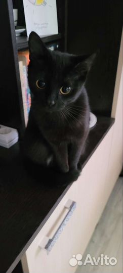 Отдам в добрые руки кошечку