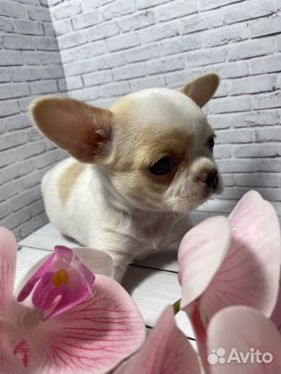 Чихуахуа мини мальчик