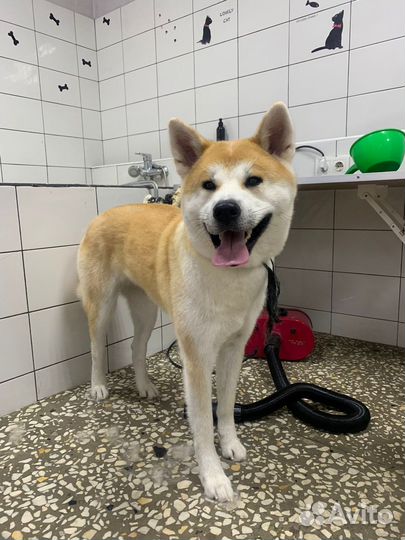 Груминг Акита-Ину