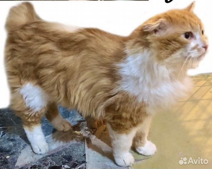 Курильский бобтейл