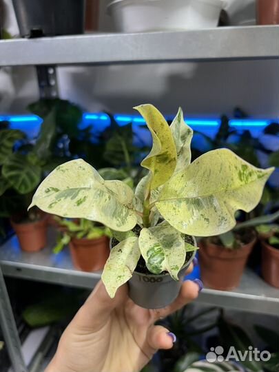 Фикус шривериана муншайн