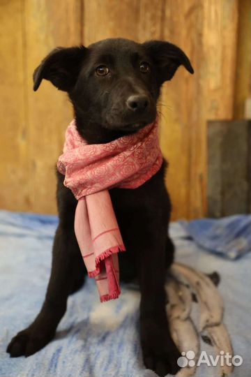 Щенок девочка в добрые руки