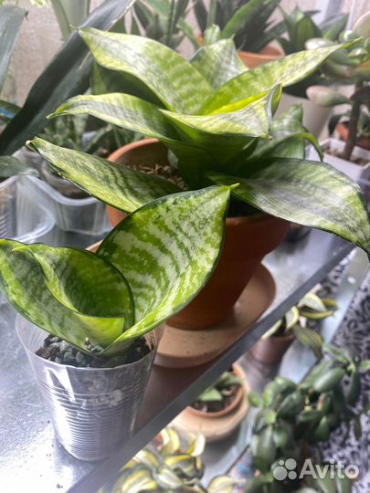 Сансевиерия ханни