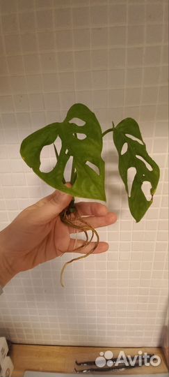 Монстера адансона вариегатная минт