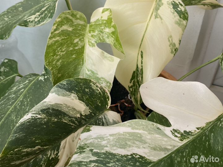 Монстера вариегатная альба черенки