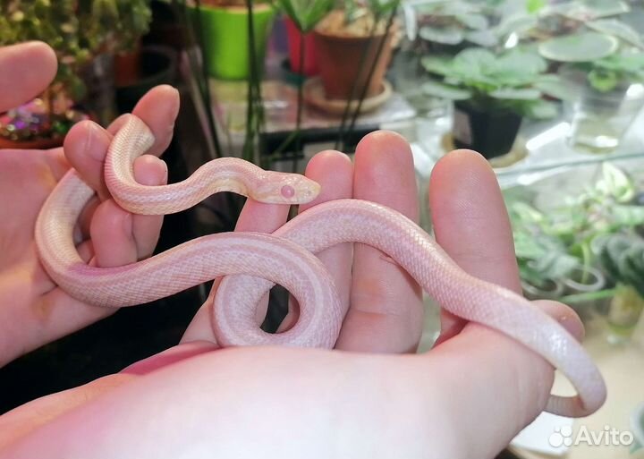 Маисовый полоз Amel и Snow Tessera, подростки