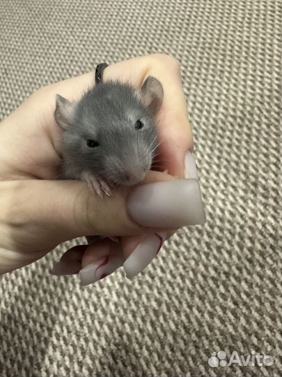 Декоративная крыса