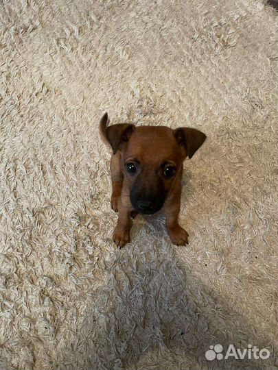 Щенок в добрые руки бесплатно маленькая порода