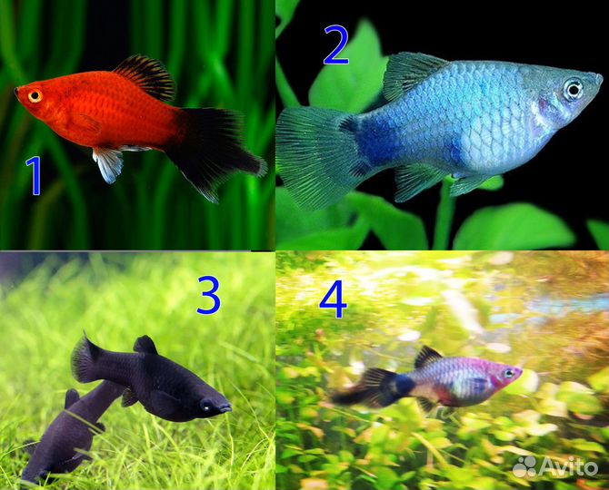 Аквариумные рыбки