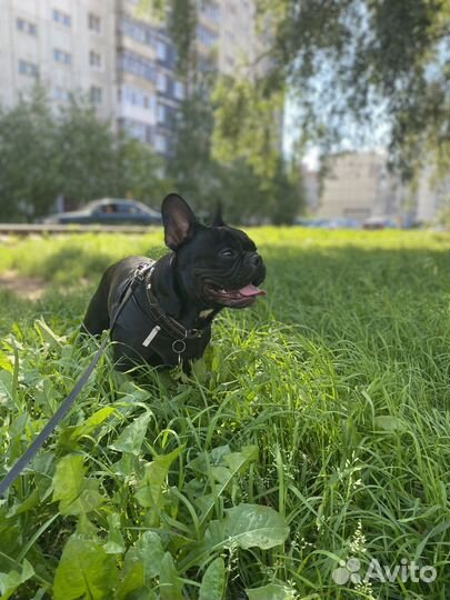 Французский бульдог вязка