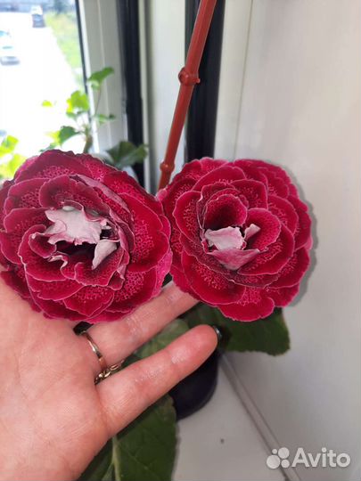 Глоксиния махровая