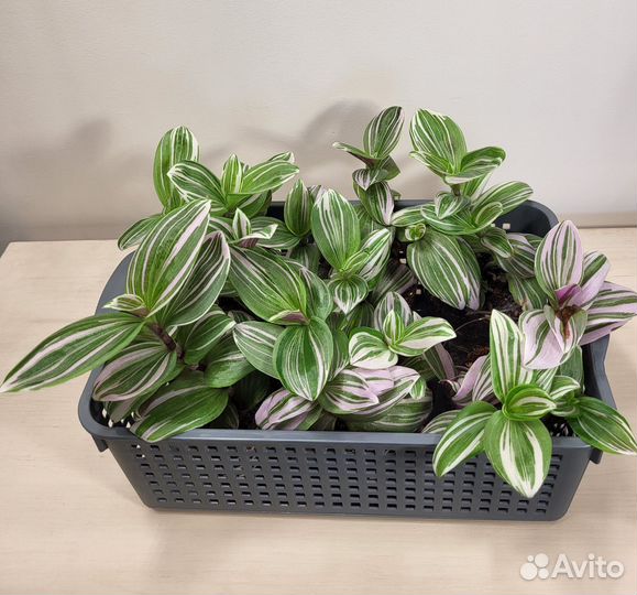 Традесканция нанук