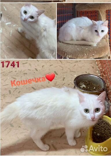 Кошкам и котятам нужен дом