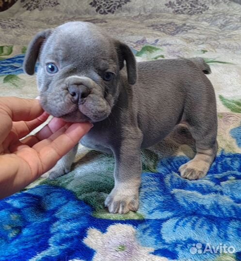 Лиловые французы