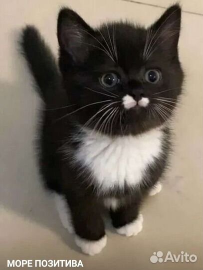 Кошки в добрые руки