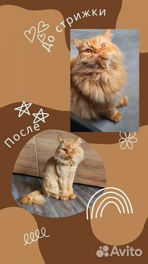 Уход за животными