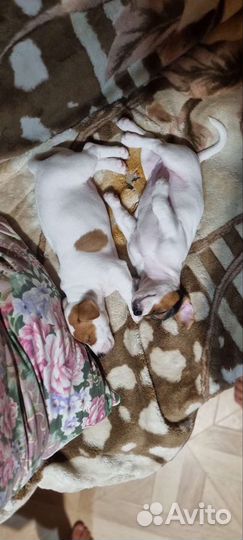 Щенок джек рассел терьер гладкошорсные