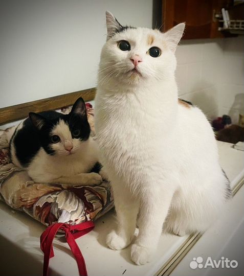 Отдам бесплатно кошечку
