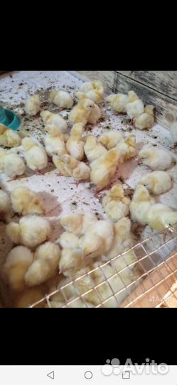 Цыпленок бройлера