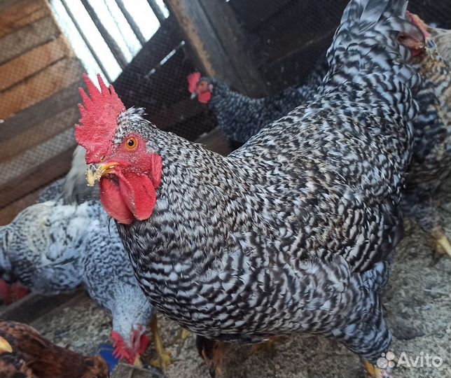 Петух молодой