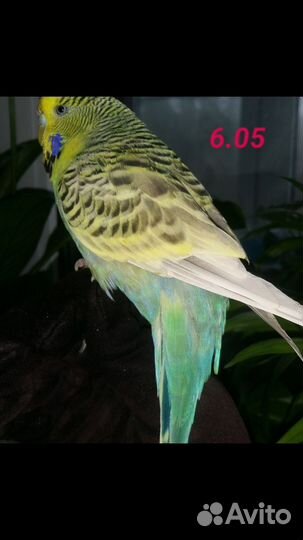 Попугаи ввп чехи