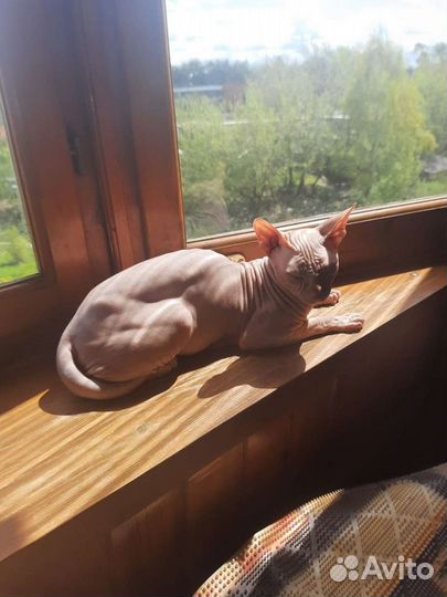 Кот на вязку сфинкс